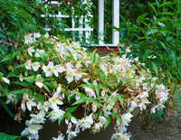 Non-gmo begonia samen for shade gardens