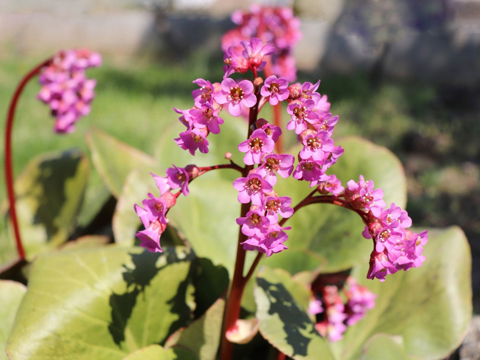 Non-gmo bergenia blume samen
