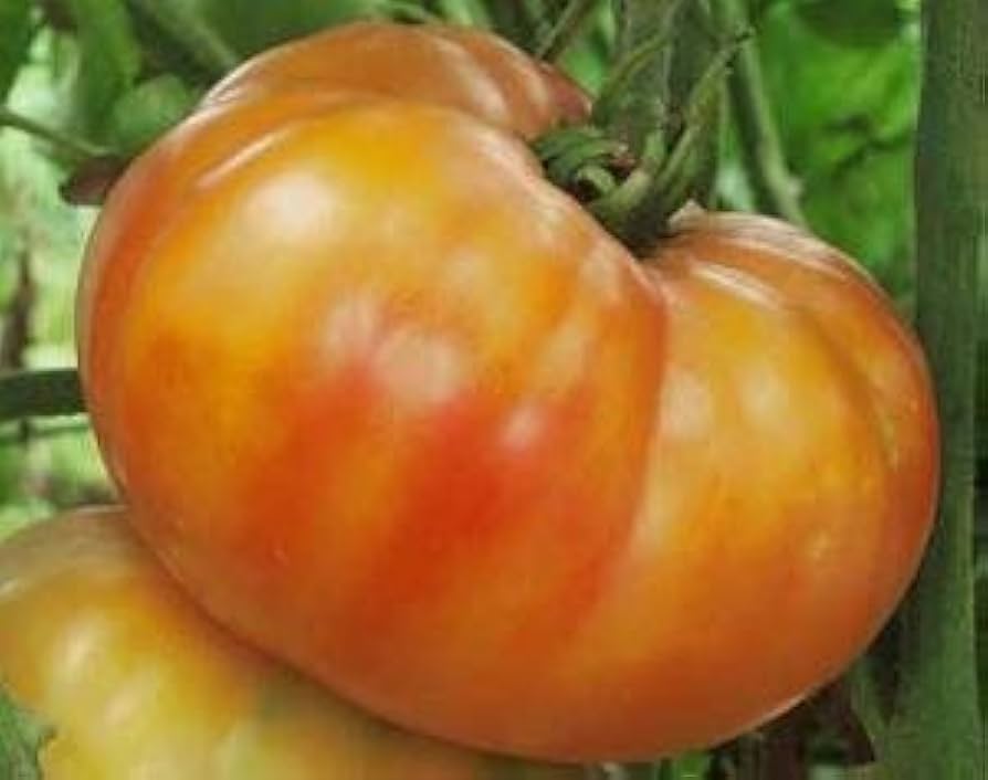 Non-gmo big orange tomato samen