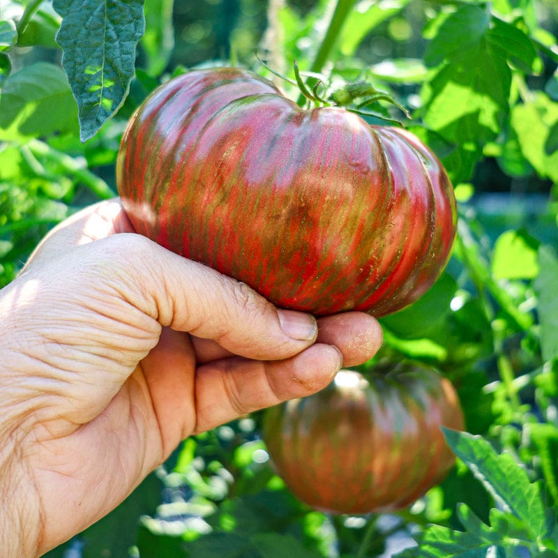 Non gmo schwarze and pink tomato samen