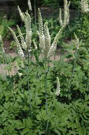Non GMO Black Cohosh Samen