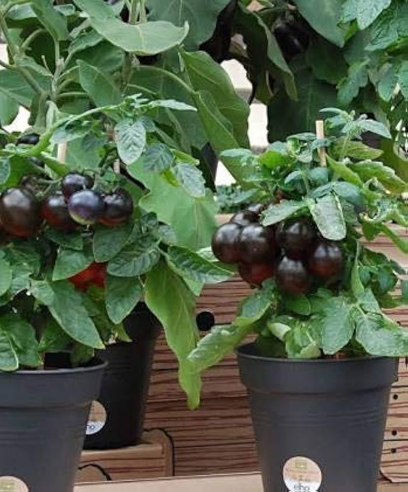 Non gmo schwarze and grüne tomato samen