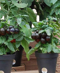 Non gmo schwarze and grüne tomato samen