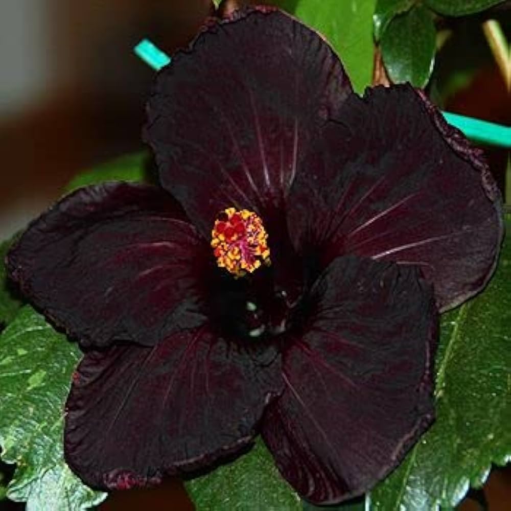 Non-gmo schwarz hibiscus samen