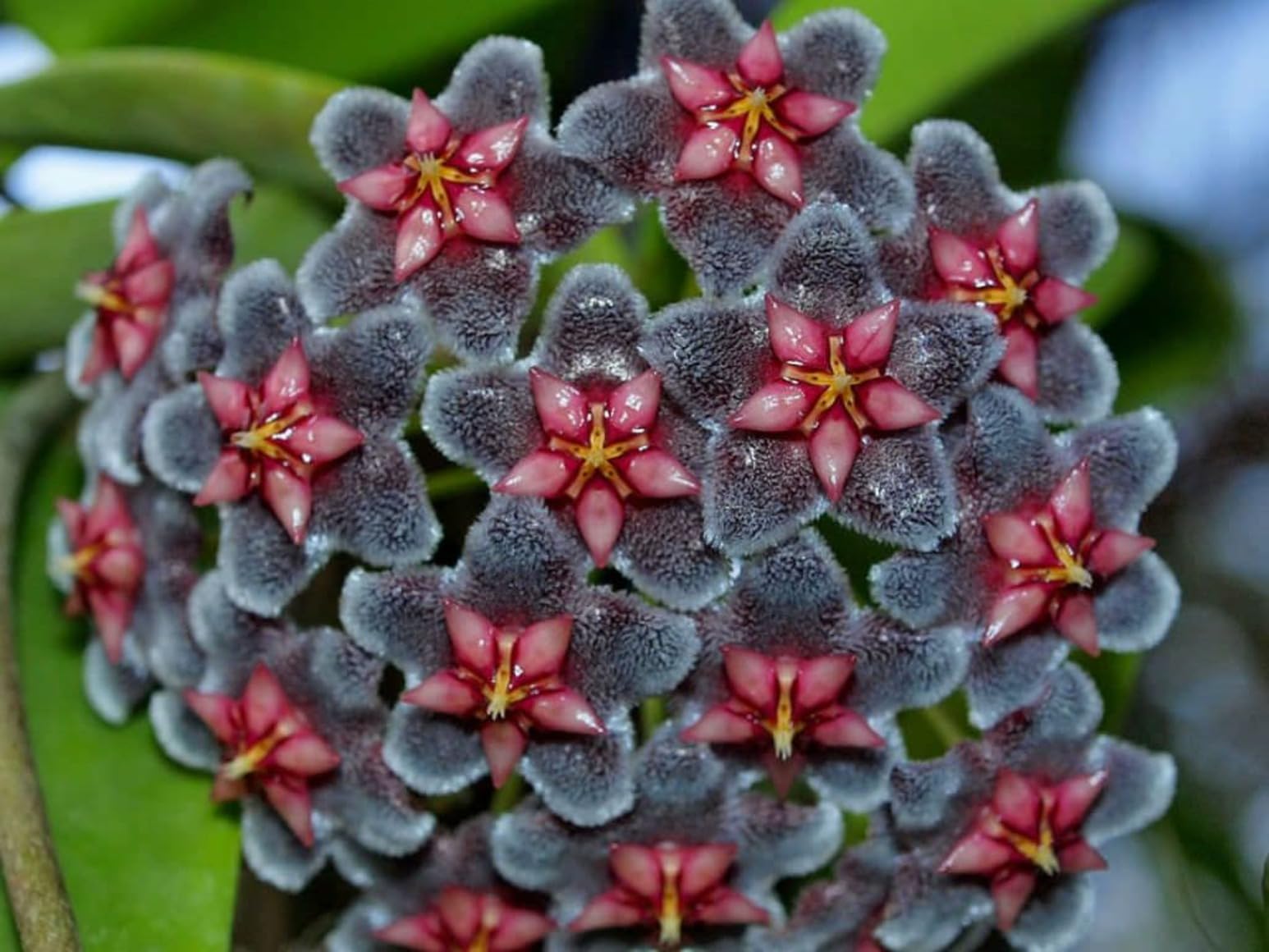 Non-gmo schwarz hoya blume samen