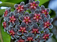 Non-gmo schwarz hoya blume samen