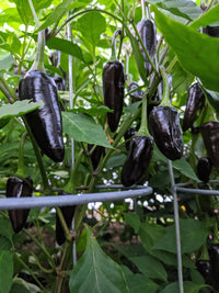 Non-gmo schwarze hungarian pepper samen für home gardens