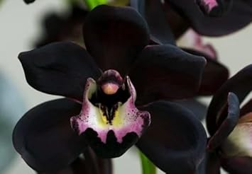 Non-gmo schwarz phalaenopsis orchid samen