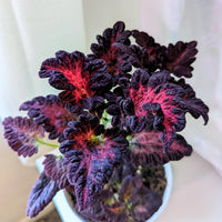 Non-gmo schwarz rot dragon coleus samen for gardening