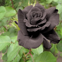 Non-gmo schwarz rose samen for home gardening
