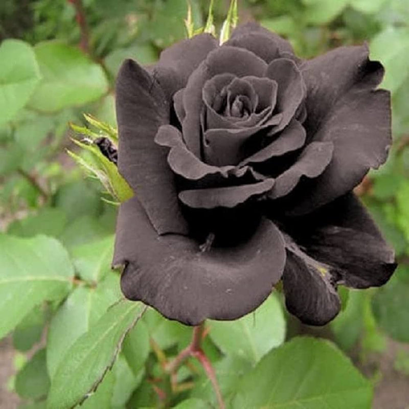 Non-gmo schwarz rose samen for home gardening