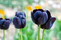 Non-gmo schwarz tulip samen for home gardening