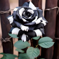 Non-gmo rare schwarz & weiß rose samen for home gardening