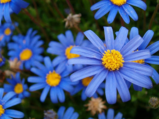Aster blume samen anpflanzung blau