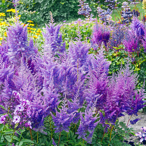 Non-gmo blau astilbe samen for gardening