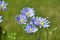Non gmo blau bellis perennis samen