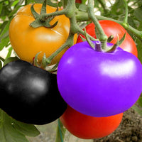 Non-gmo blue berries tomato samen