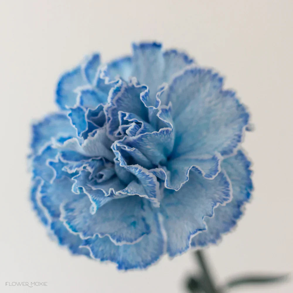 Non-gmo blau carnation samen for gardening