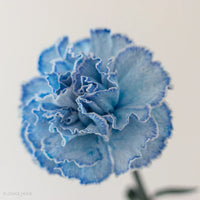 Non-gmo blau carnation samen for gardening
