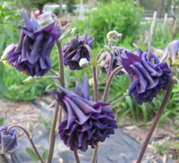 Non-gmo blau tower columbine blume samen