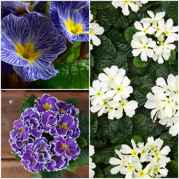 Non-gmo blau evening primrose blume samen