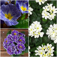 Non-gmo blau evening primrose blume samen