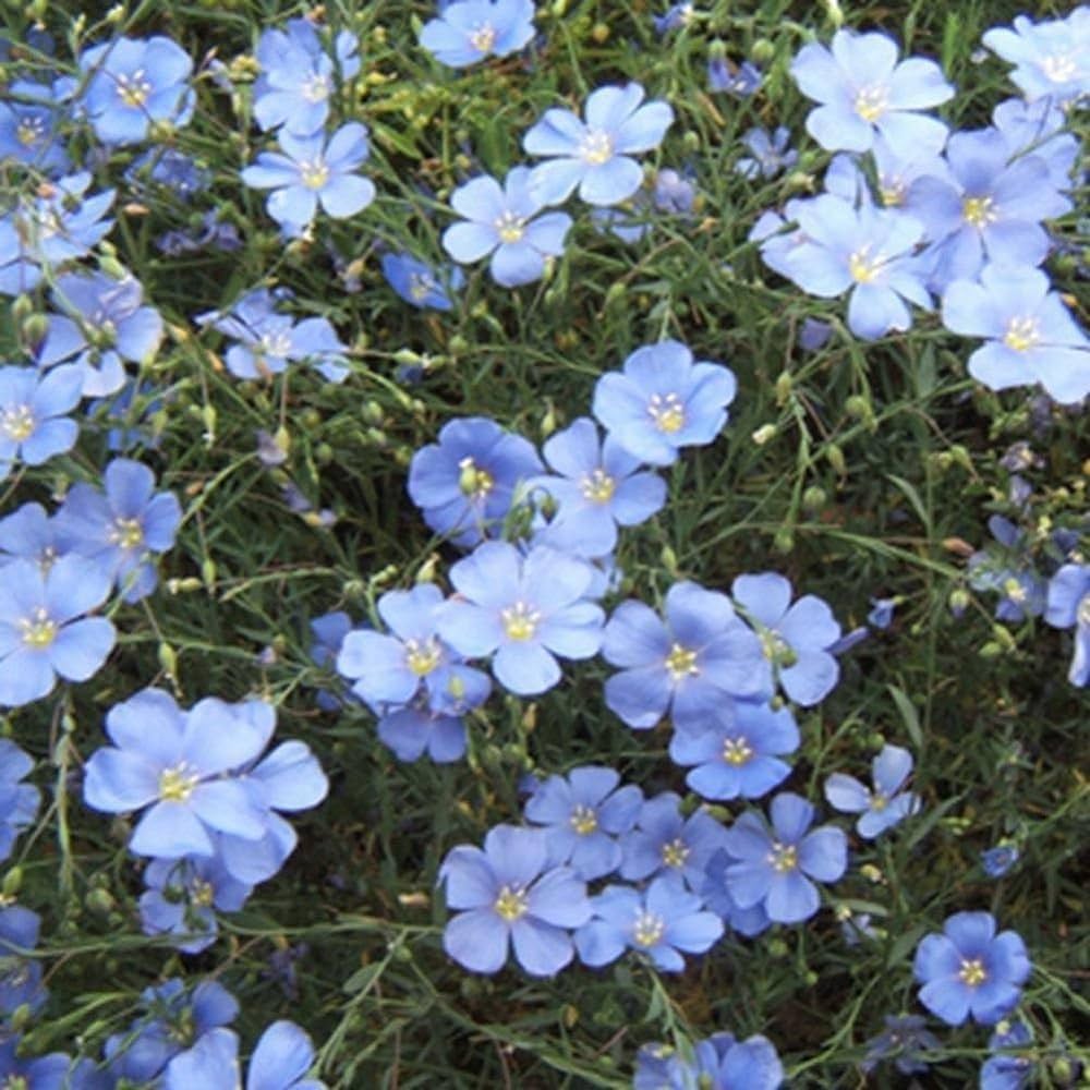 Non GMO Blue Flax Samen