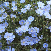 Non GMO Blue Flax Samen