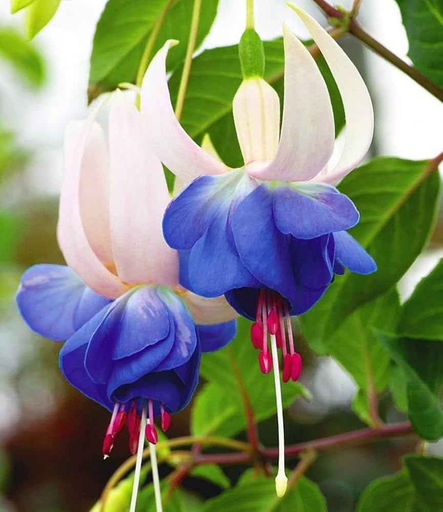 Non gmo blau fuchsia samen