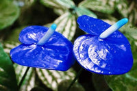 Non-gmo blau futaba anthurium samen