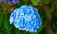 Non-gmo blau hydrangea blume samen