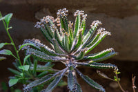 Non gmo blau kalanchoe samen
