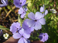 Non gmo blau oculata samen