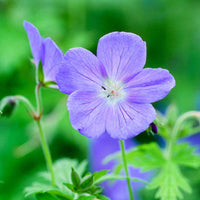 Premium non-gmo blau pelargonium samen