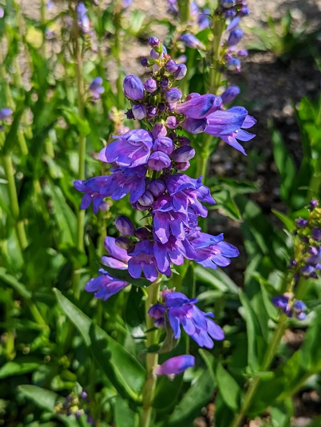 Non-gmo blau penstemon strictus samen – drought tolerant garten pflanze