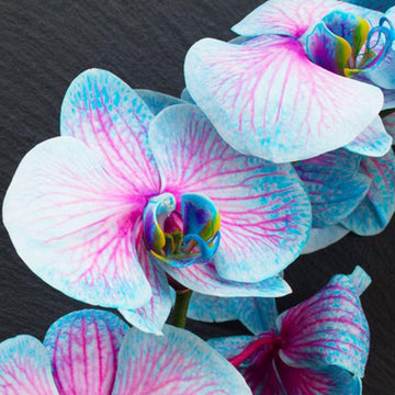 Non-gmo blau and rosa orchid samen for gardening