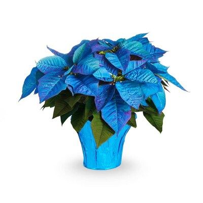 Non-gmo blau poinsettia samen for home gardening