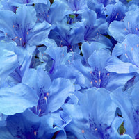 Non-gmo blau lila azalea samen for gardening
