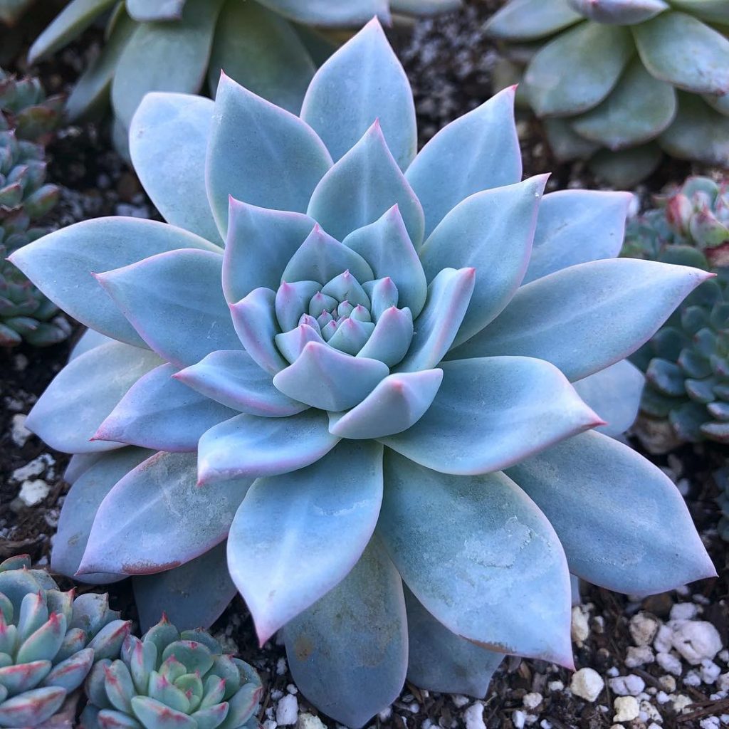 Non-gmo blau & lila succulent samen for gardening