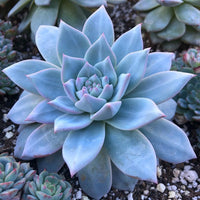 Non-gmo blau & lila succulent samen for gardening