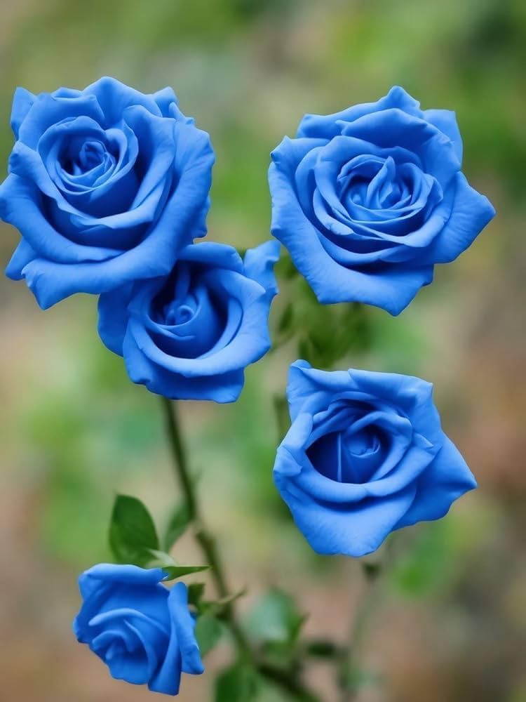 Non-gmo dark blau rose samen for anpflanzung