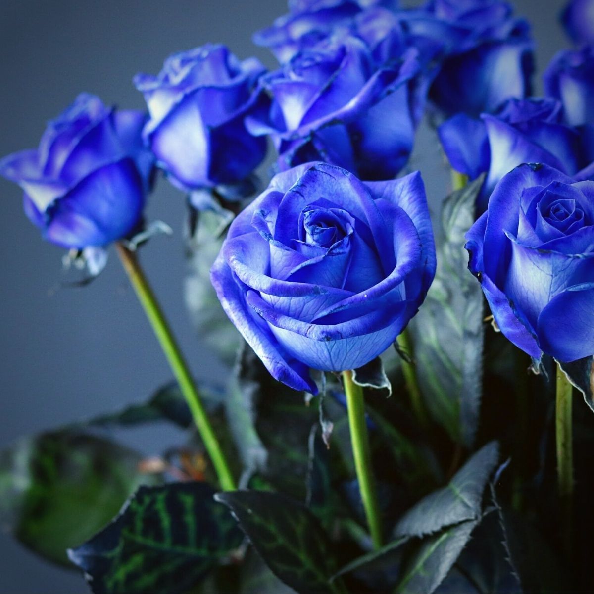Non-gmo blau rose samen for home garten