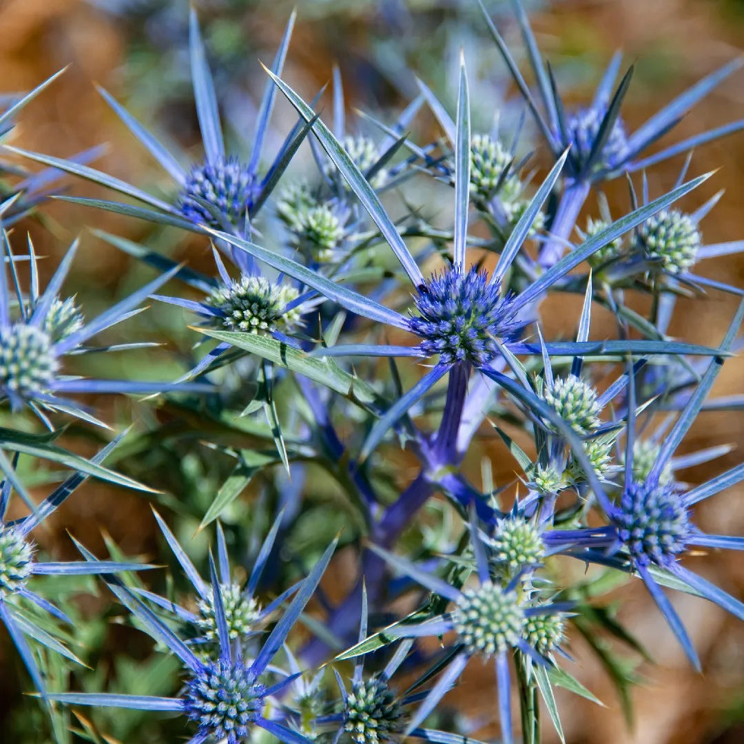 Non gmo blau sea holly samen