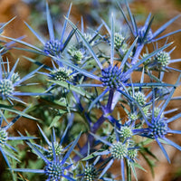 Non gmo blau sea holly samen
