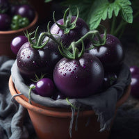 Non gmo blue tomato samen für home gardening