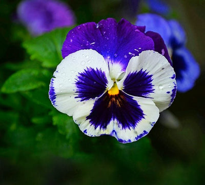 100 Stück