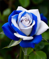 Non-gmo blau and weiß rose samen for home gardening