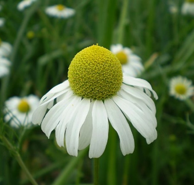 gentechnikfrei Bodegold Chamomile Blume Samen for ornamental gardens