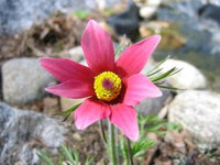 Non-gmo bold rot anemone pulsatilla samen