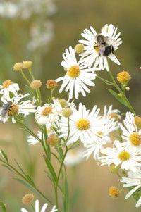 Non-gmo boltonia asterioides samen